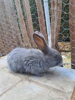 Jonge konijnen Vlaamse reuzen - nog 2 voedsters, Groot, Vrouwelijk, 0 tot 2 jaar