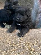 Bouvier des flandres, Bouvier, België, Fokker | Hobbymatig, 8 tot 15 weken