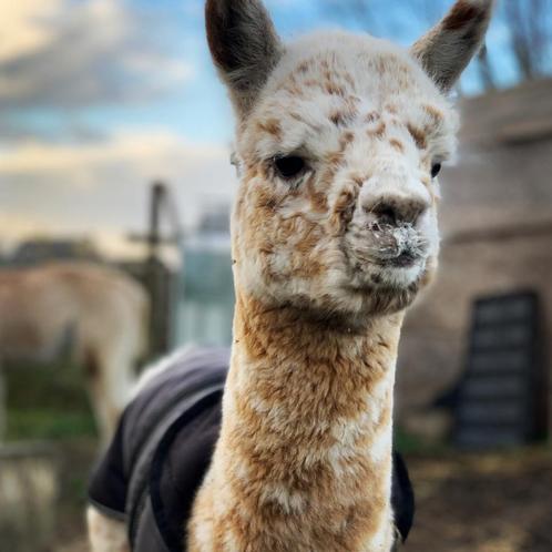 Alpaca appaloosa, Dieren en Toebehoren, Overige Dieren, Mannelijk