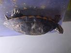 Waterschildpad, Dieren en Toebehoren, Schildpad, 3 tot 6 jaar