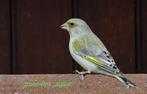 groenvinken, Dieren en Toebehoren, Vogels | Overige Vogels, Geringd