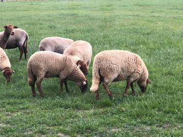 Koppeltje onverwante ardense voskop beschikbaar voor biedingen