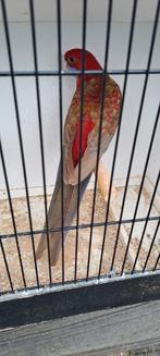 pennant rossella parkiet, Dieren en Toebehoren, Vogels | Parkieten en Papegaaien, Vrouwelijk, Parkiet, Geringd