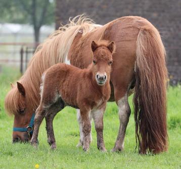 Shetland hengst veulen 