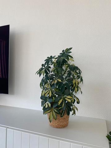 Mooie plant schefflera arboricola beschikbaar voor biedingen