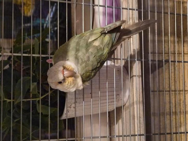 Bijna handtamme pyrhurra, Dieren en Toebehoren, Vogels | Kanaries, Geslacht onbekend