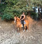 Toffe allround C pony, vlot in omgang, Dieren en Toebehoren, Gechipt, B, Ruin, C pony (1.27m tot 1.37m)