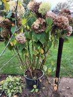 Hydrangea Annabelle, Tuin en Terras, Ophalen, Halfschaduw