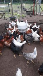 Legkippen, leghennen, Dieren en Toebehoren, Pluimvee