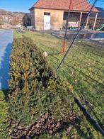 Taxus haag, Tuin en Terras, Ophalen, Taxus, Haag, Minder dan 100 cm
