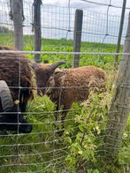 Bokje te koop, Dieren en Toebehoren, Schapen, Geiten en Varkens