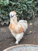 USA zijdehoen hanen 2025, Dieren en Toebehoren, Mannelijk, Kip