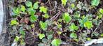 Aardbeiplantjes, Ophalen, Vaste plant, Halfschaduw, Zomer