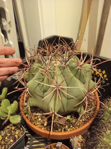 cactus Ferocactus cactussen  beschikbaar voor biedingen