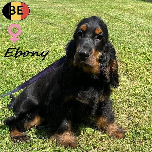 "Ebony" Engelse Cocker - in de prachtige kleur Black and Tan, Dieren en Toebehoren, Honden | Retrievers, Spaniëls en Waterhonden