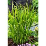 CAREX   GRAYI    WINTERGROEN  HOOGTE   70 à  100 CM, Vaste plant, Siergrassen, Ophalen of Verzenden, Halfschaduw
