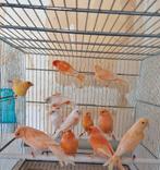 Rouges et mosaïques rouges, Animaux & Accessoires, Oiseaux | Canaris