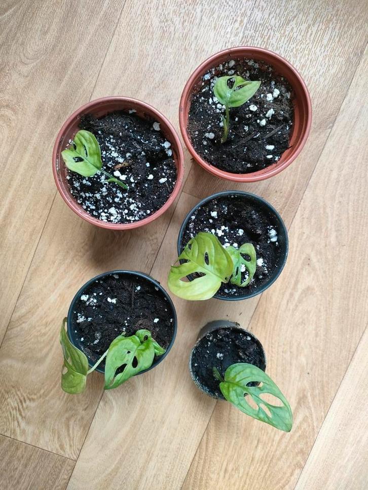 Monstera adansonii te koop, Huis en Inrichting, Kamerplanten, Ophalen