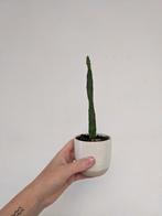 cactus in klein bloempotje, Ophalen, Cactus, In pot, Minder dan 100 cm