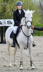 Braaf gereden D-pony te koop, Dieren en Toebehoren, Springpony, 11 jaar of ouder, Gechipt, Ruin