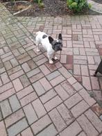 franse buldog pups, Dieren en Toebehoren, Honden | Bulldogs, Pinschers en Molossers, België, Fokker | Hobbymatig, Reu, CDV (hondenziekte)