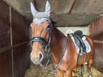 Zachtaardige lieve allround merrie aangeboden, Dieren en Toebehoren, Paarden, Merrie, 165 tot 170 cm, Gechipt, 7 tot 10 jaar