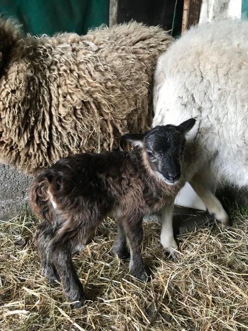 Bruin schimmel ram lam ouessant, Dieren en Toebehoren, Schapen, Geiten en Varkens, Schaap, Mannelijk, 0 tot 2 jaar