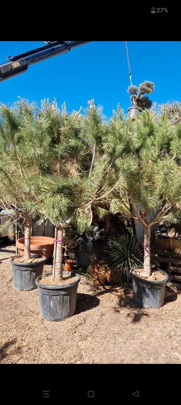 Pinus Pinea  beschikbaar voor biedingen