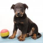 Beauceron pups te koop (Belgisch), België, CDV (hondenziekte), 8 tot 15 weken, Meerdere