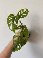 Monstera adansonii variegata 5, Huis en Inrichting, Kamerplanten, Ophalen