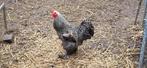 Coqs plusieurs  race et taille