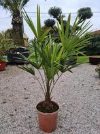 Winterharde palmboom Trachycarpus Fortunei, Jardin & Terrasse, Enlèvement, Ombre partielle, Palmier