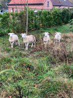 Wiltshire horn ooi lam, Dieren en Toebehoren, Schapen, Geiten en Varkens, Vrouwelijk, Schaap, 0 tot 2 jaar