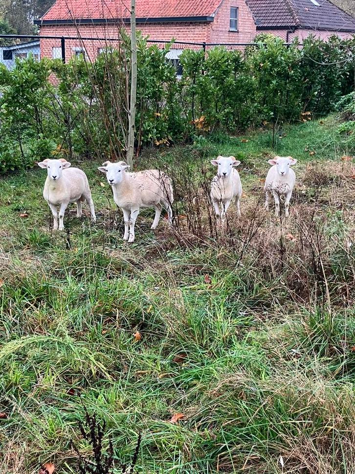 Wiltshire horn ooi lam, Dieren en Toebehoren, Schapen, Geiten en Varkens, Schaap, Vrouwelijk, 0 tot 2 jaar