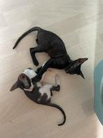 Prachtig zwart Cornish rex kitten te koop -Hk20308058-, Dieren en Toebehoren, Katten en Kittens | Raskatten | Korthaar, Kater