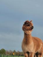 3 jarige alpaca hengst, Dieren en Toebehoren, Schapen, Geiten en Varkens