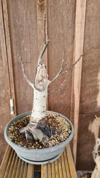 Walnoot Bonsai boompje, Tuin en Terras, Planten | Bomen, Bloeit niet, Halfschaduw, Overige soorten, Minder dan 100 cm