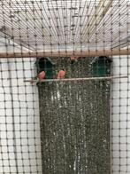 Europese goudvinken, Dieren en Toebehoren, Vogels | Overige Vogels, Mannelijk, Wildzangvogel, Geringd