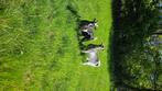 2 gecastreerde bokjes, Dieren en Toebehoren, Mannelijk, Geit, 0 tot 2 jaar
