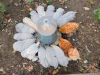Cochin krieltjes te koop, Dieren en Toebehoren, Pluimvee, Meerdere dieren, Kip