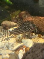 10 jonge Sterbai Corydoras, Dieren en Toebehoren, Vissen | Aquariumvissen, Vis, Zoetwatervis, Schoolvis