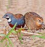 Gezocht Broedeieren chinese dwergkwartels, Dieren en Toebehoren