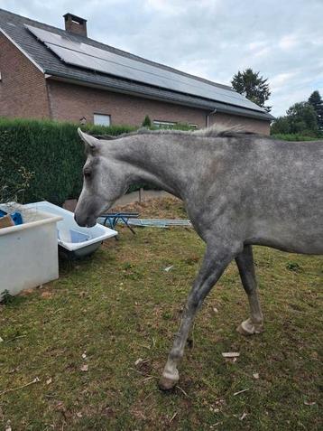 Veulen 2 jaar beschikbaar voor biedingen