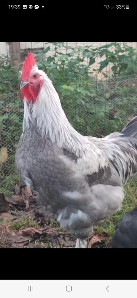 Marans blauw en zwartzilverhalzige kweekdieren, Dieren en Toebehoren, Pluimvee