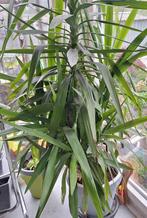 Yucca, + - 26 jaar , in goede conditie, Ophalen, Yucca