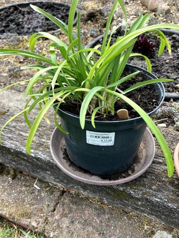 jonge Agapanthus blauw beschikbaar voor biedingen