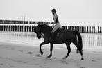 Ideaal leerpaard, Dieren en Toebehoren, Paarden, Gechipt, Ruin, Zadelmak, 160 tot 165 cm