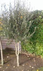 Olijfbomen, Tuin en Terras, Planten | Bomen, Volle zon, Ophalen of Verzenden, Lente, Olijfboom