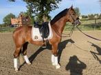Elite D-pony, Dieren en Toebehoren