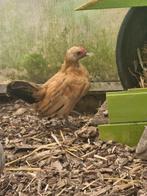 Java kriel haan, Dieren en Toebehoren